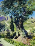 Оливковое дерево в Гифсеманском саду